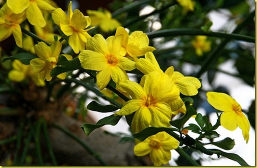 yellow-jasmine