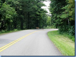 0954 Virginia - Blue Ridge Parkway North - white-tailed doe & 1 fawn