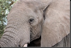 October 19, 2012 elephant closer