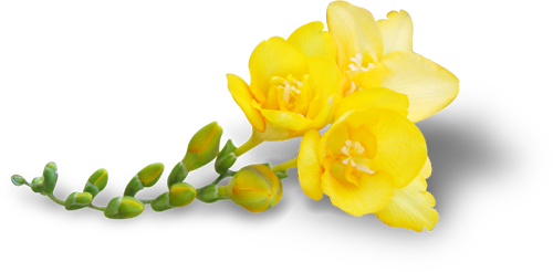flor%252012.png
