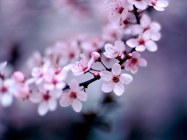 cherry-blossom_1600x12001