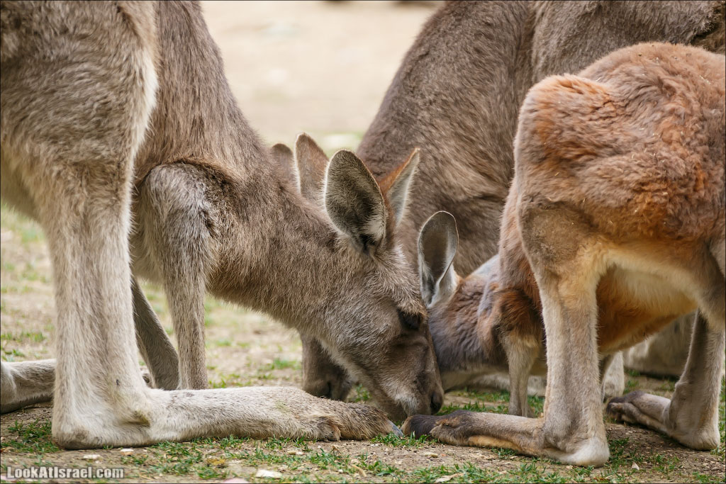 Ган Гуру - парк с кенгуру и другими австралийскими животными | Gan Guru | גן גורו | LookAtIsrael.com - Фото путешествия по Израилю