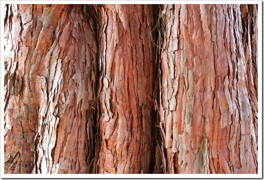 121123_Sequoidadendron-giganteum_017