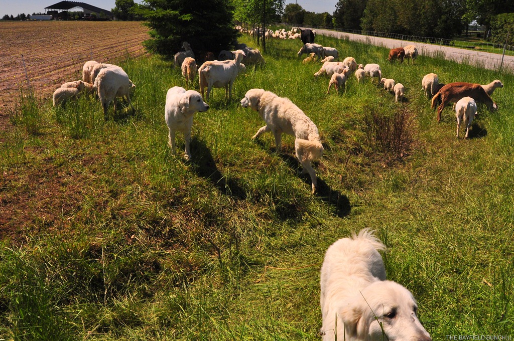 [DSC_0009%255B3%255D.jpg]