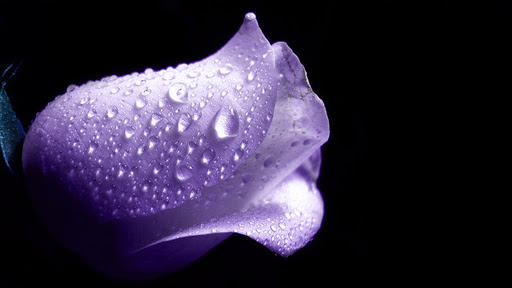 3D Abstract Purple Rose