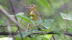 Orchard Oriole Bsp