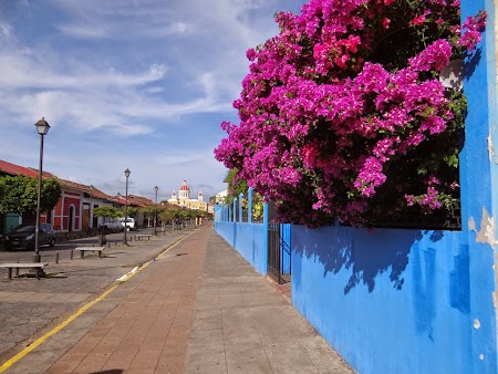 17. Flori tropicale.JPG