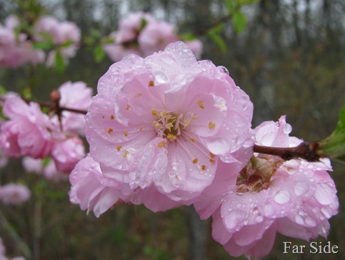 Pink for Sunday Stills Prunus triloba multiplex