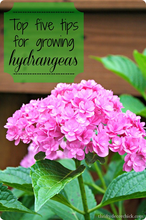 how to grow hydrangeas