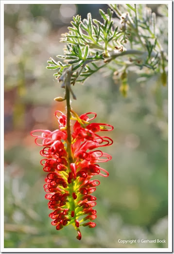 131124_UCD_Arboretum_AustralianCollection_Hakea-leucoptera_18