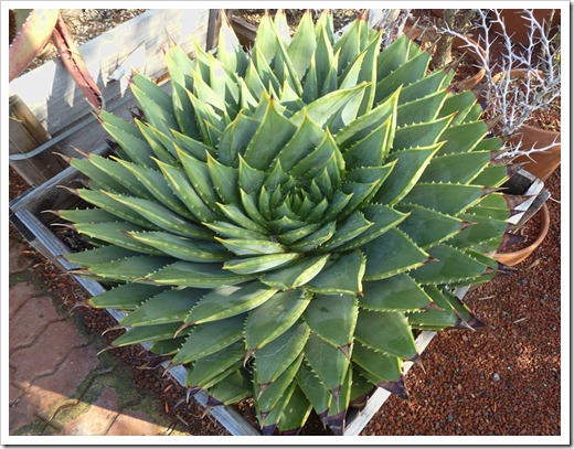 120208_CactusJungle_Aloe-polyphylla_01