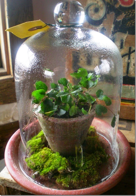 small-terrarium-with-button-fern