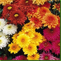 Crisantemo Dobrado Mix