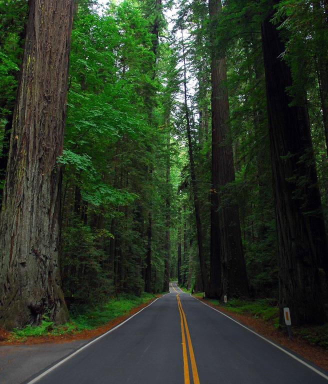 [Redwoods%25204%255B5%255D.jpg]