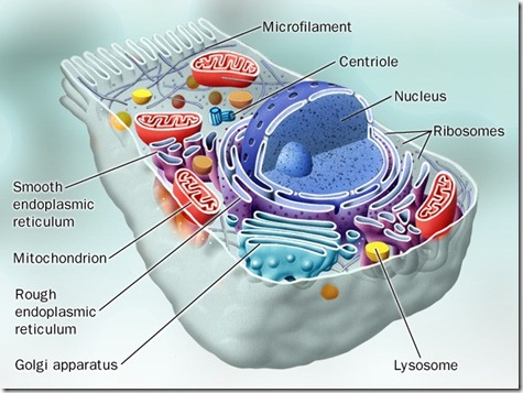 Cell & its organells