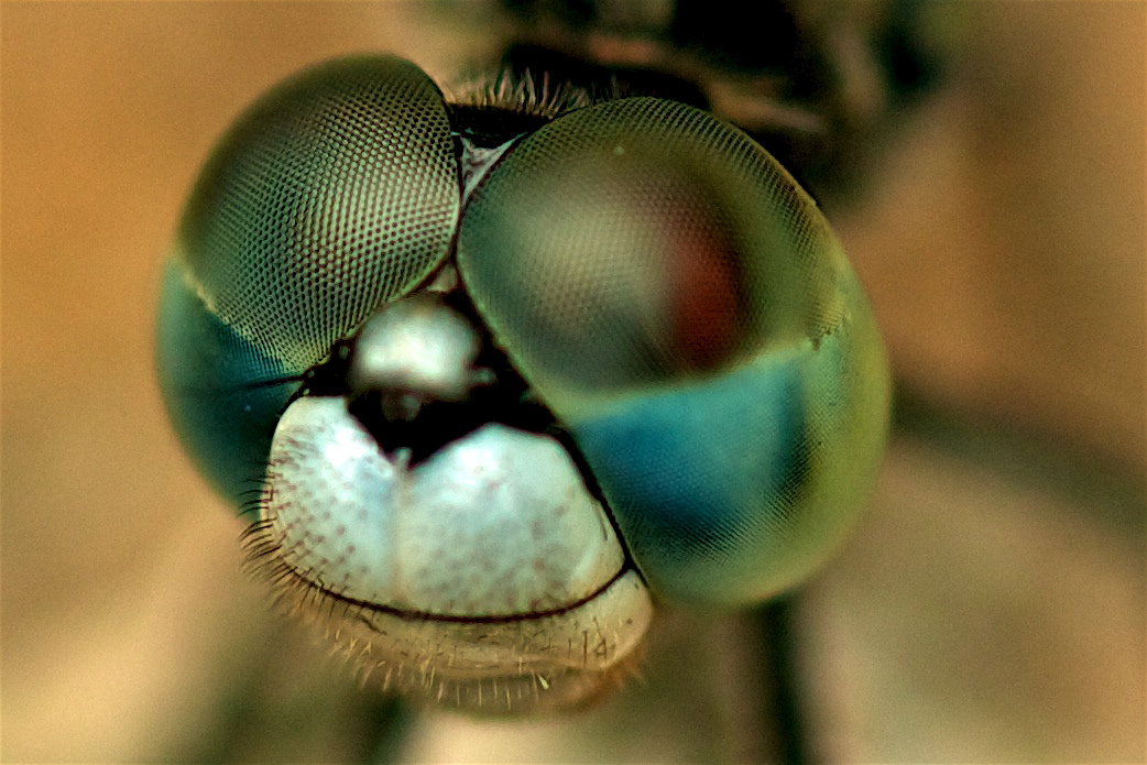 Head of a Dragon Fly