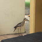 Bush Stone-Curlew