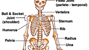 purpose of skeletal system