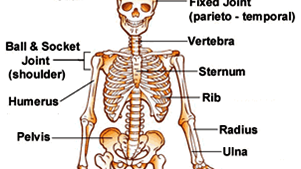 7 Functions Of Human Skeletal System
