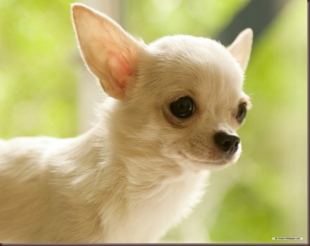 Amazing Animals Pictures Chihuahua (5)