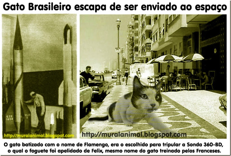 gato-espacial-brasileiro