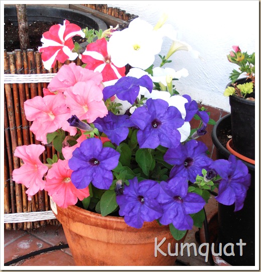 petunias 1