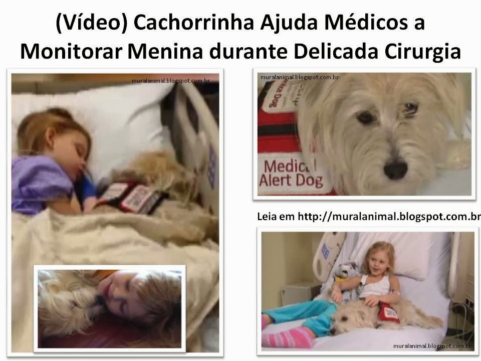 [V%25C3%25ADdeo%2529%2520Cachorrinha%2520Ajuda%2520M%25C3%25A9dicos%2520a%2520Monitorar%255B3%255D.jpg]