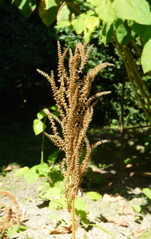[Amaranthus-aureus3.jpg]