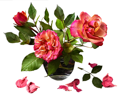 Roses.png