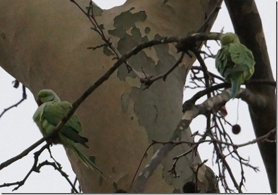 paris 2012 parrots in parc mont sourris 121912 00004