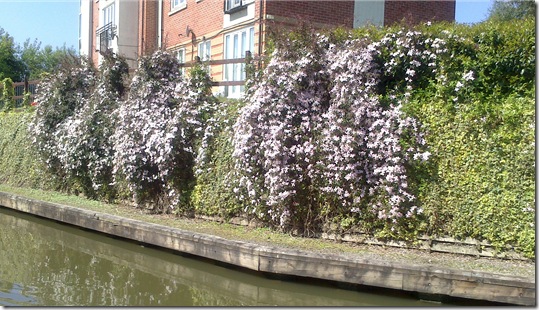 clematis by coventry flats