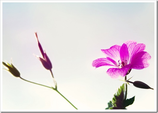 Flowers_Wallpapers_118
