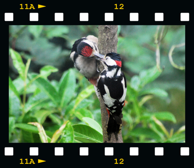 [Male-woodpecker-feeding-young-08-fil%255B2%255D.png]