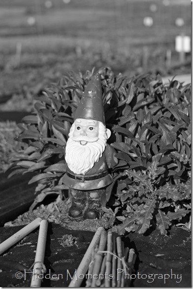 Day 123 - Grindelwald the Garden Gnome