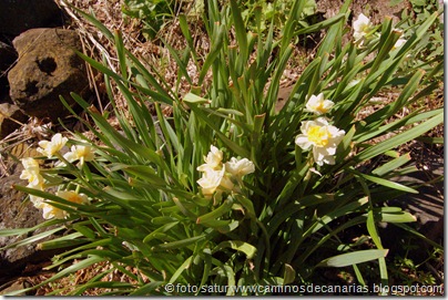 2271 C.Tejeda-Siberia-Bº Mina(Narcisos) 2271 C.Tejeda-Siberia-Bº Mina(Narcisos)