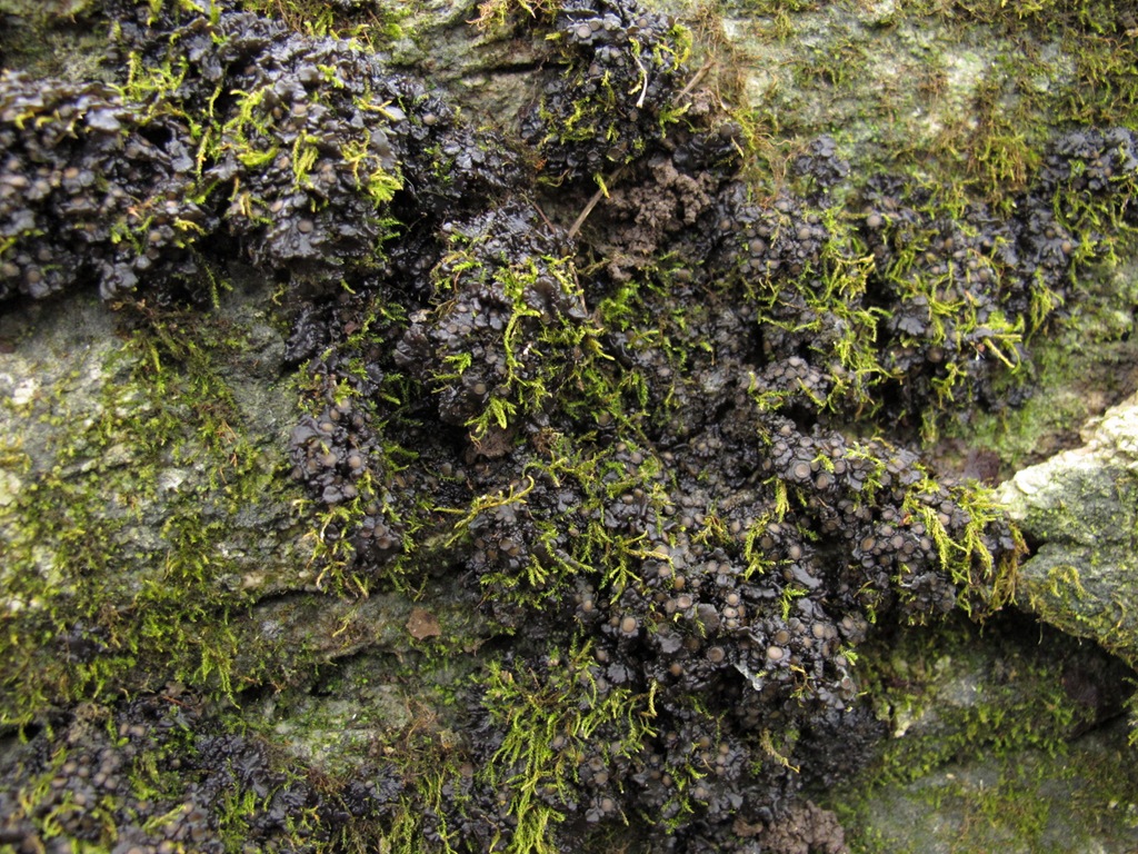 [jelly%2520lichen%255B8%255D.jpg]