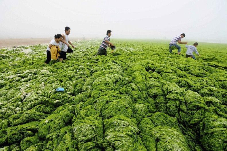 algae-china-beach-4