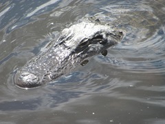 Florida 2013 alligator alley upclose head of gator