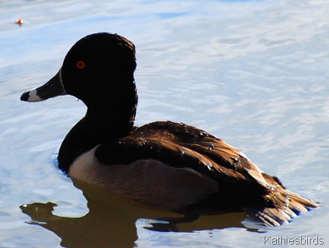 3. ringnecked duck-kab