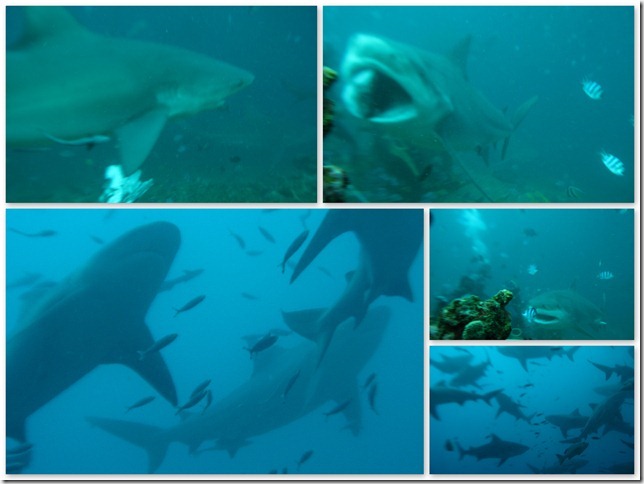 2013-03-11 Shark Dive