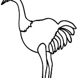 avestruz.JPG