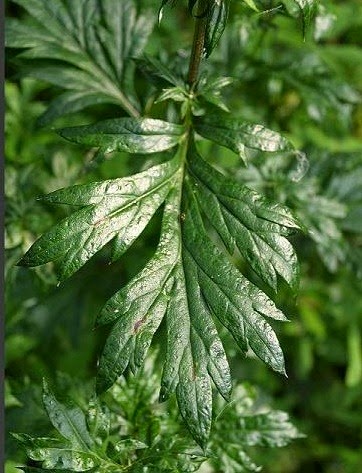 [Artemisia-vulgaris3.jpg]