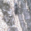 Eastern eyed click beetle