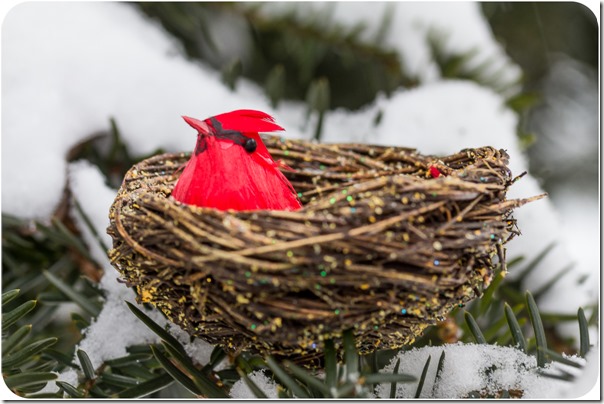 red bird in a nest