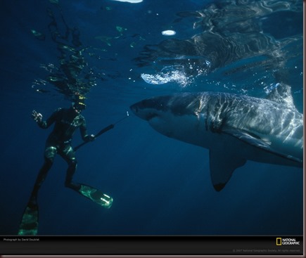 Amazing Animals Pictures White Shark (10)