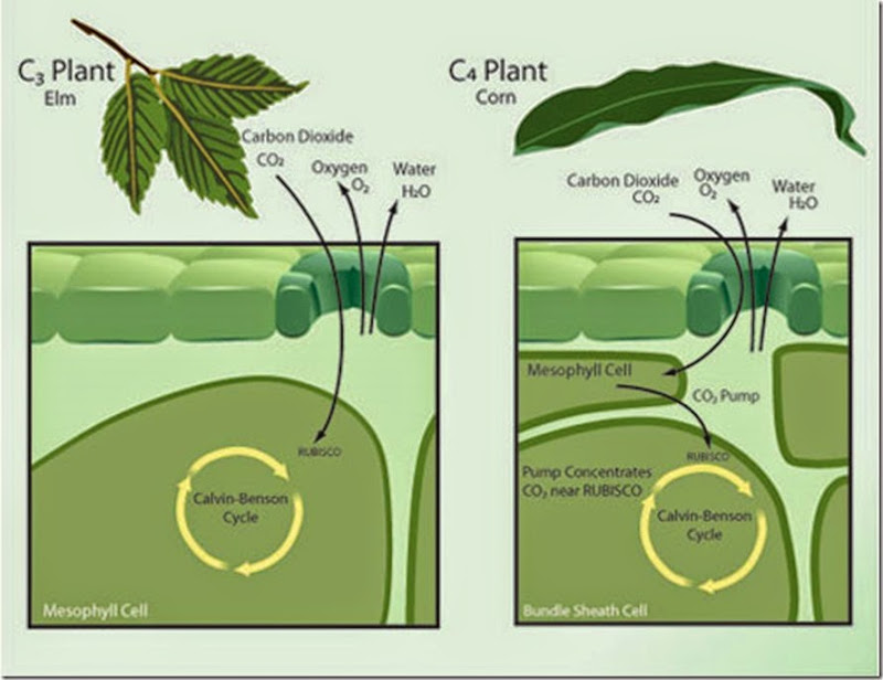 c3 and c4 plants