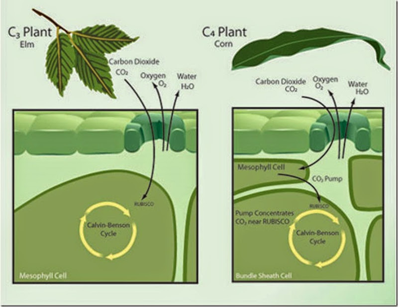 Difference between C3, C4 and CAM plants