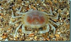 pea crab