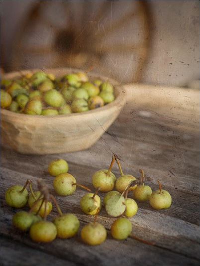 Autumn wild pears  Photographer Lois Slokoski