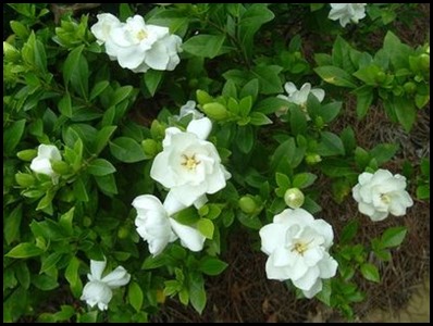 Gardenia1a